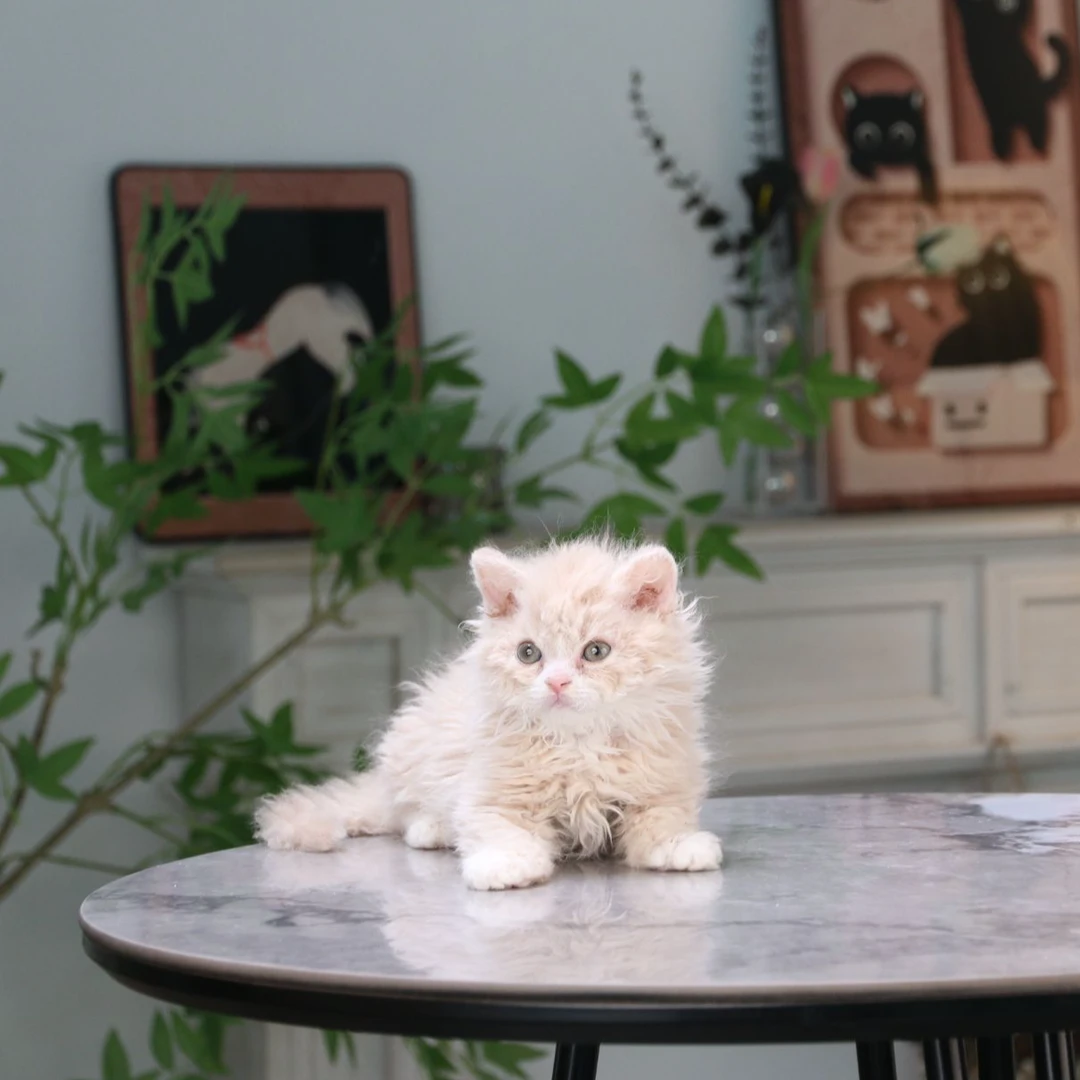 赛尔凯克卷毛猫活体猫咪乳色弟弟