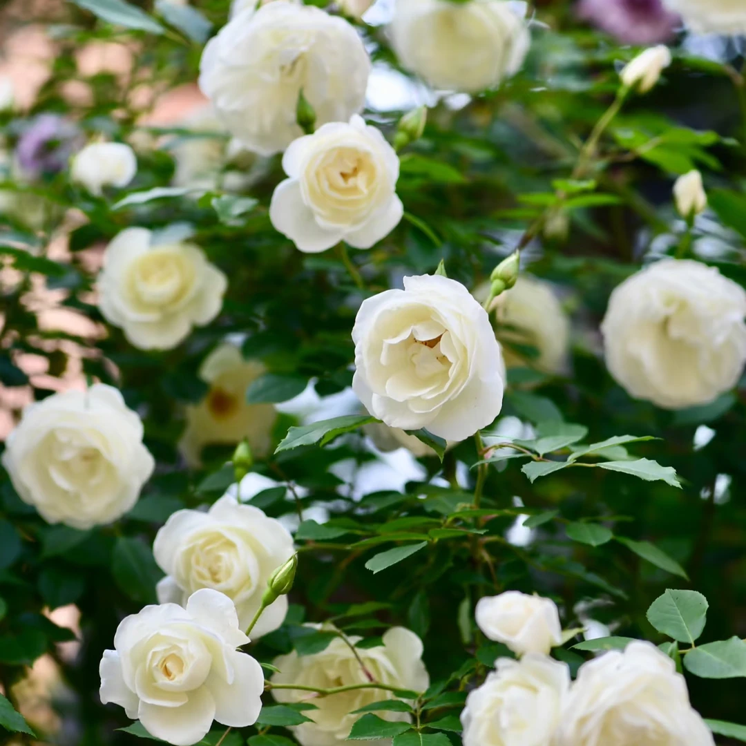 77【藤冰山】月季花苗爬藤月季盆栽植物藤本蔷薇苗庭院