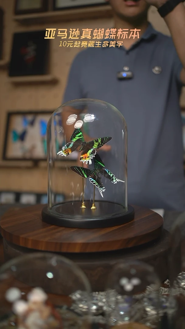 太阳蛾+月亮蛾大号玻璃罩