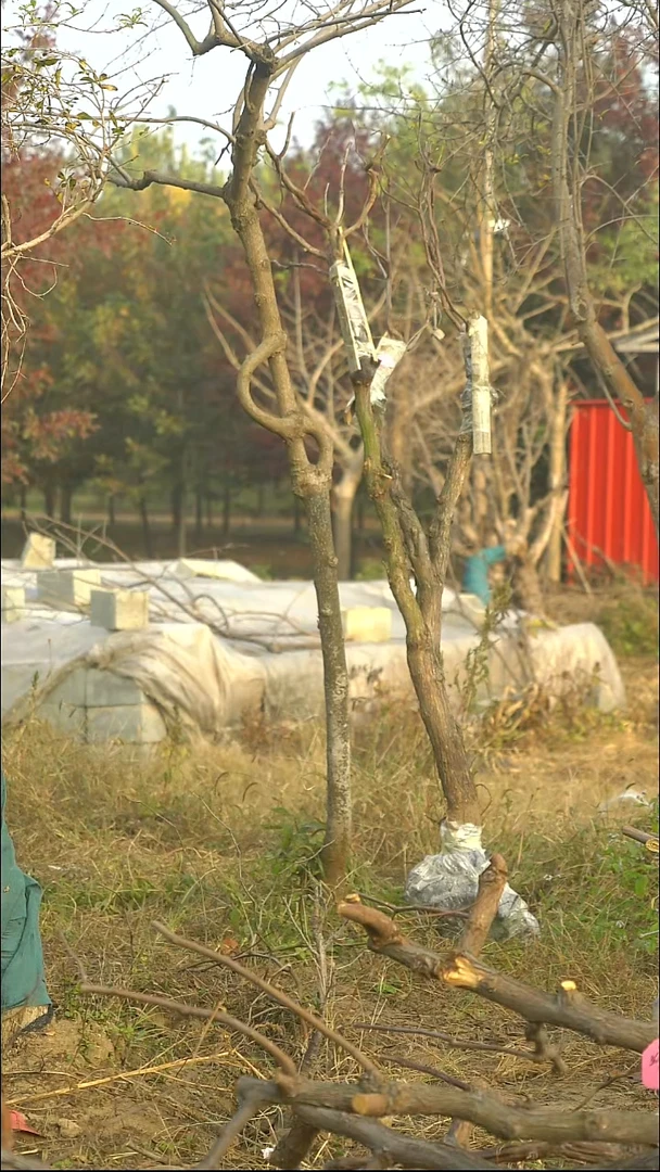 完全开放枣树027