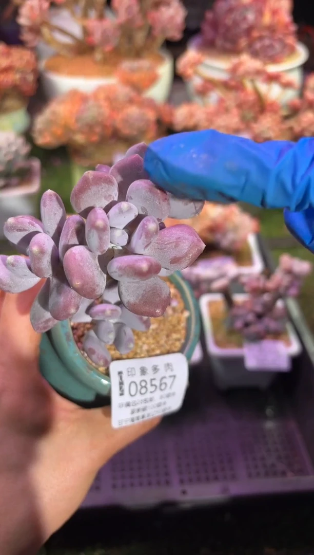 【闪购商品】08567脱土带盆