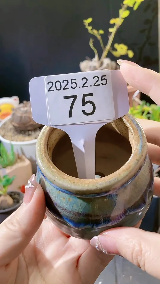 【闪购商品】点赞福利花盆2.25.75