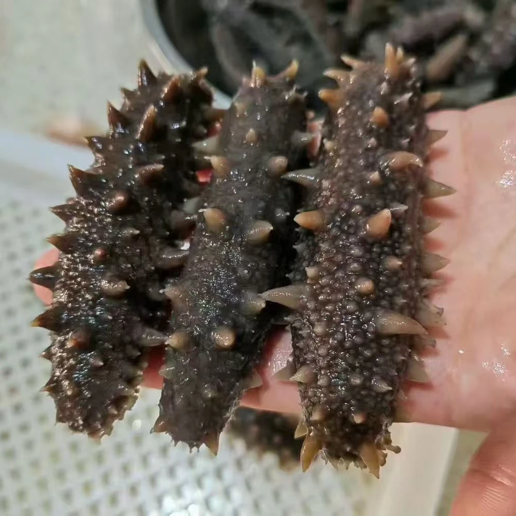 池沃海鲜大连底播即食海参独立真空包装品质保证Q弹口感