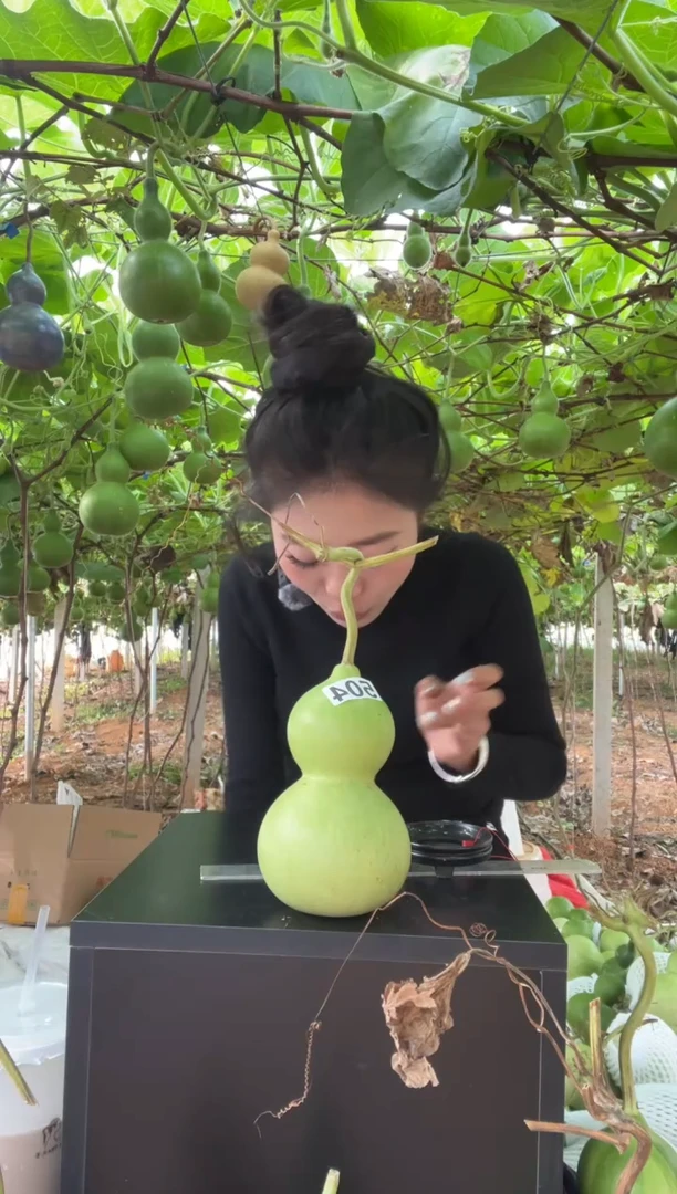 d****o504天然葫芦摆件 一物一拍龙头不保售后