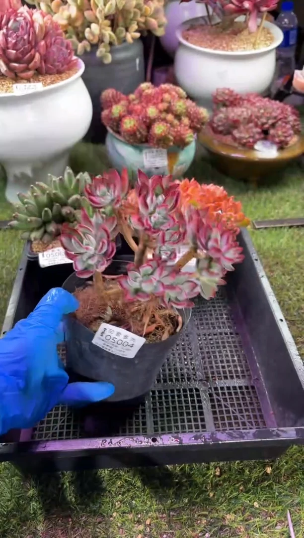 【闪购商品】05004