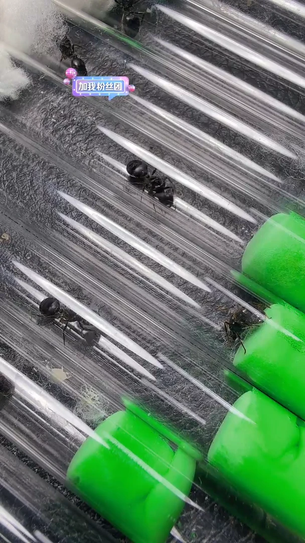 蚂蚁工坊瑞亚只包活到手不包残无售后