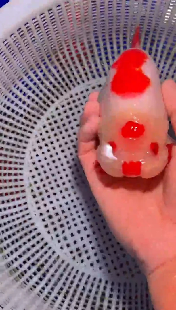 金鱼（运费到付，马印灯下展示）福州追鱼兰寿金鱼