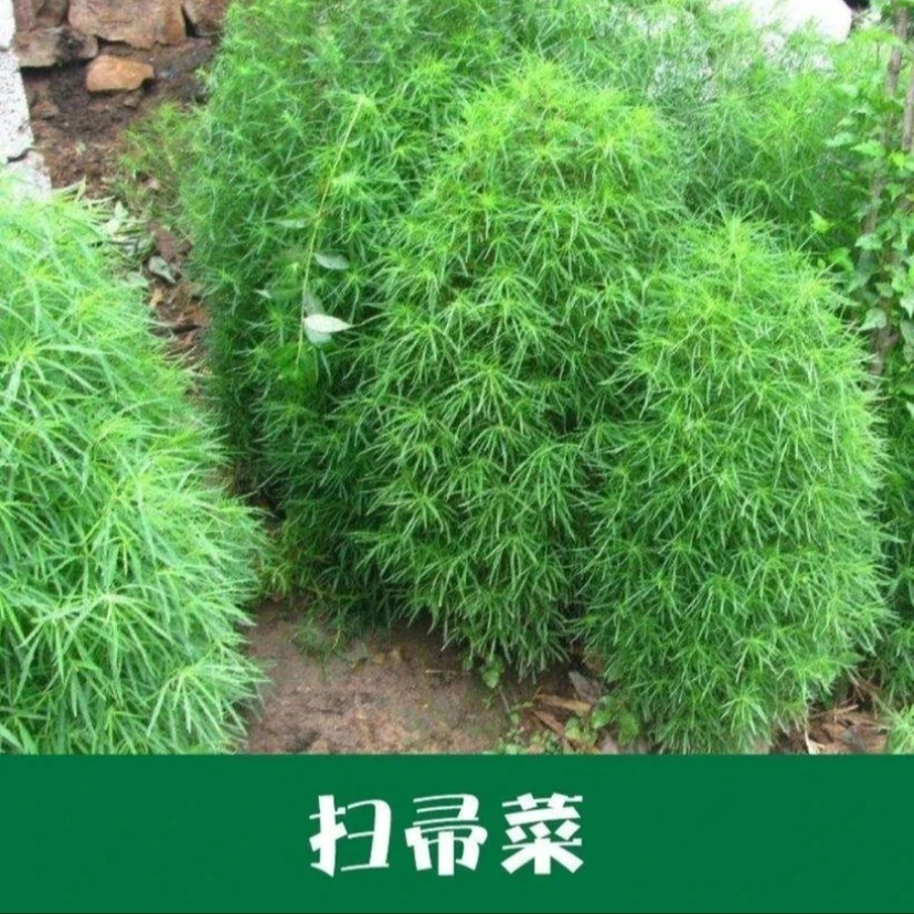 【扫帚菜种子】绿叶地肤草野菜四季蔬菜庭院室外种植绿地肤种子
