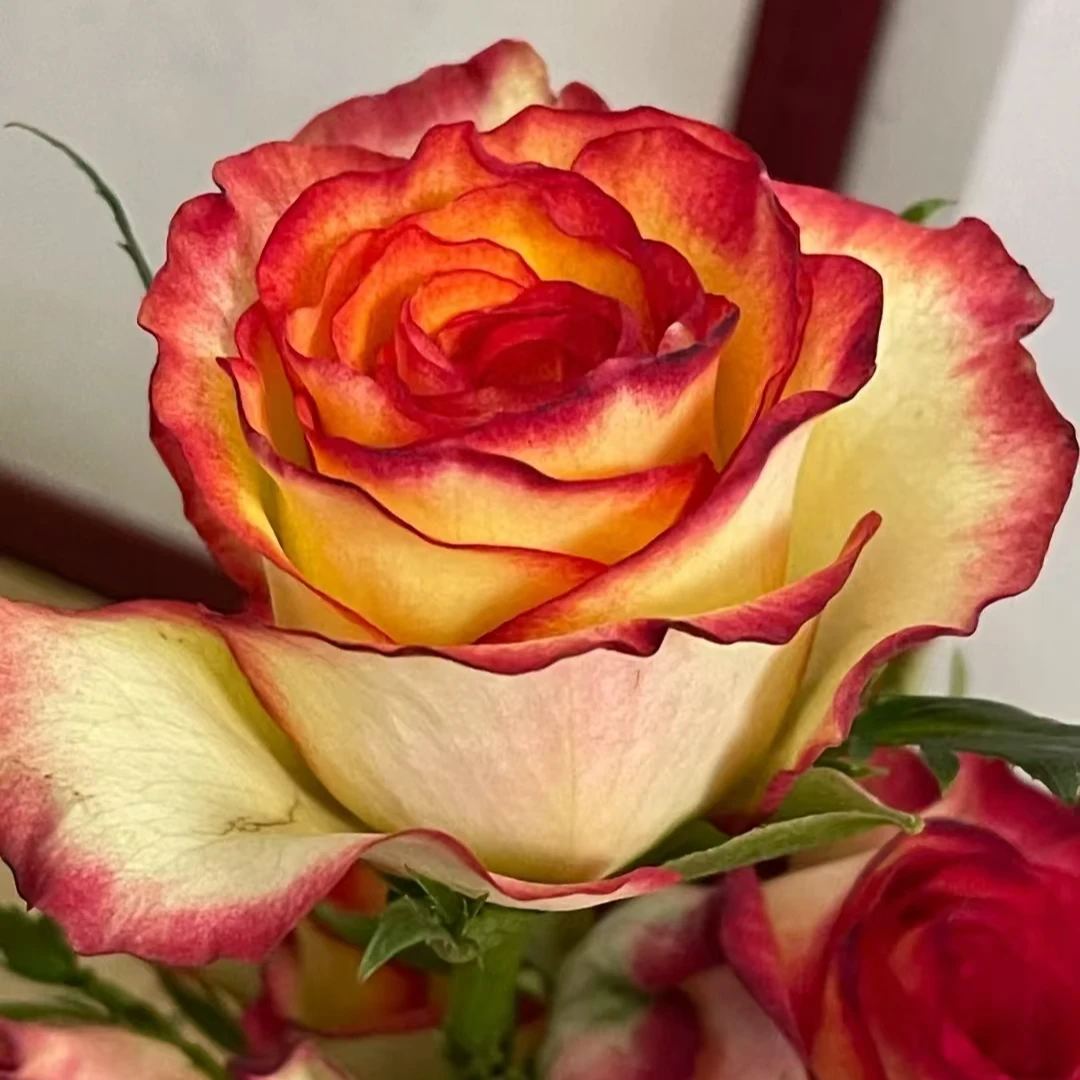 【卓昂玫瑰园】老虎玫瑰四季开花庭院阳台切花高杯月季