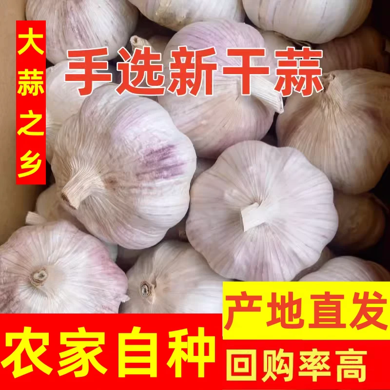 [助农特惠】2025年紫白皮干大蒜头可种植辛辣提香