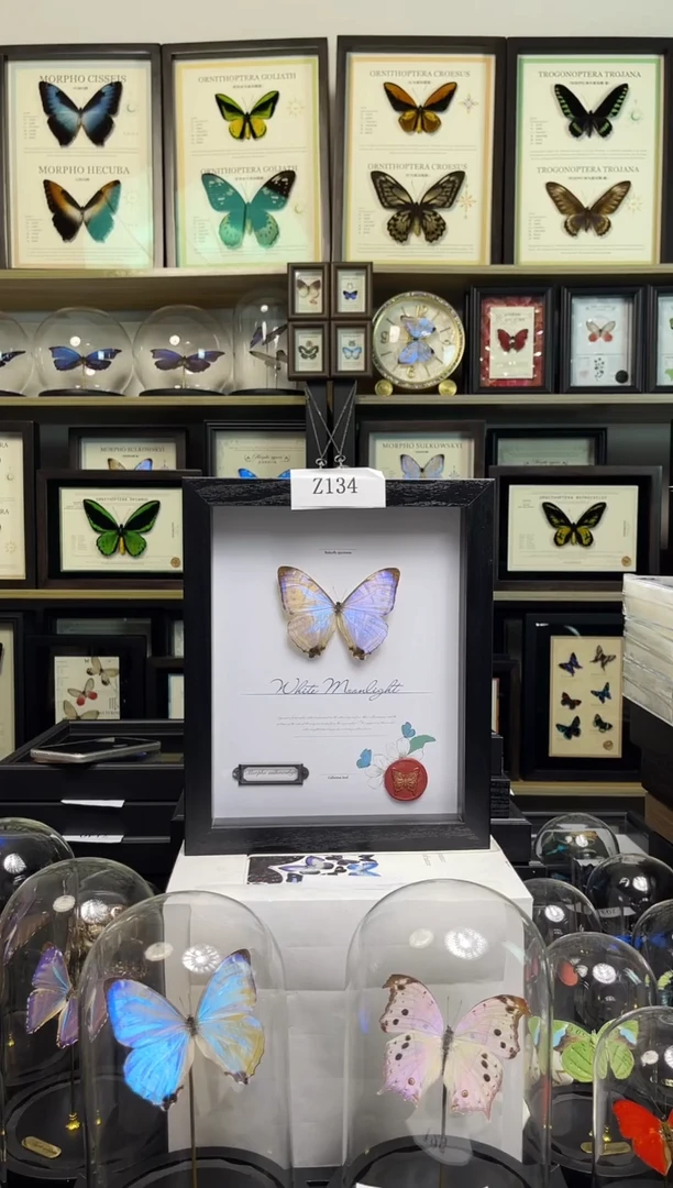 【福利】夜明珠闪蝶-10寸框Z134