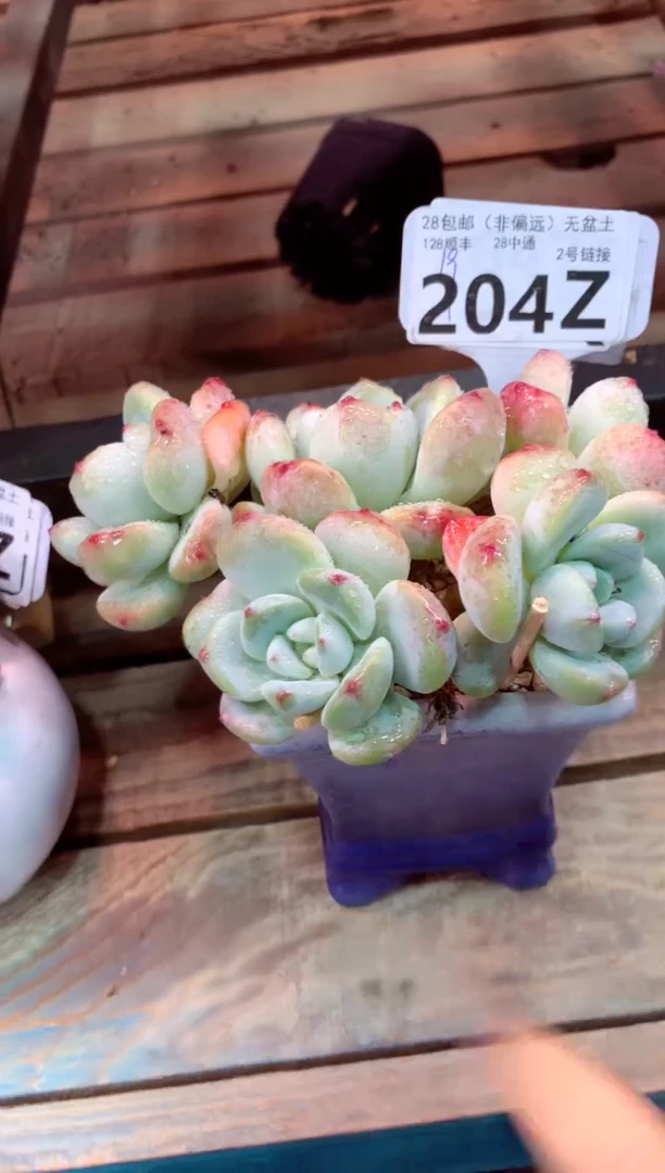 204Z（一物一拍，精品多肉，w所见即所得 ）