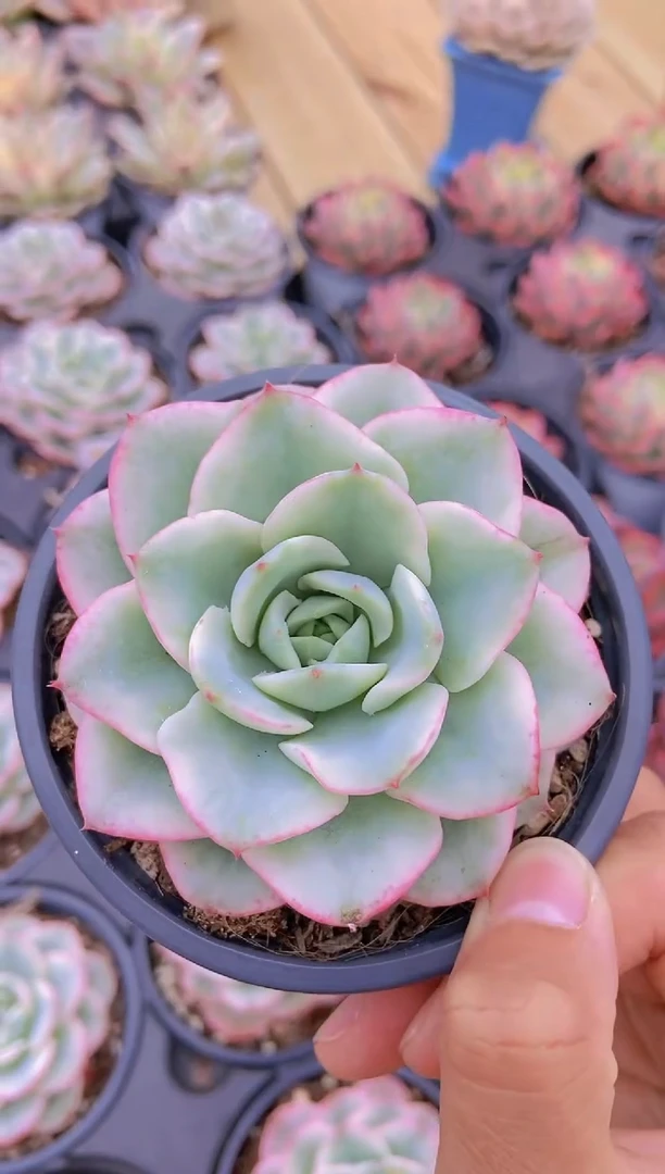 A356-奶油黄桃锦脱土发（量拍）