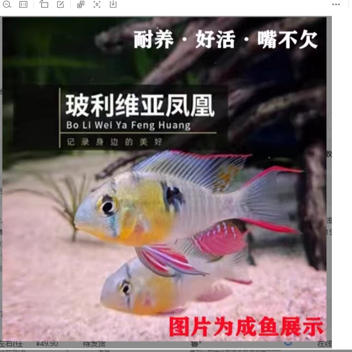 小型热带观赏鱼 小玻利维亚 1.5-2.5