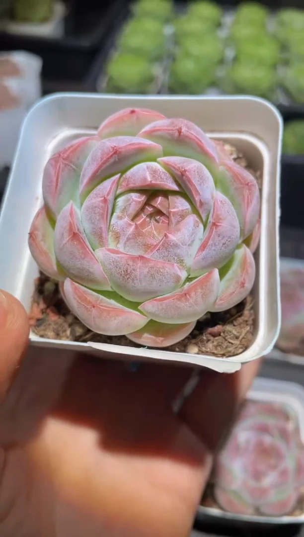 425厂牌优量拍发一颗