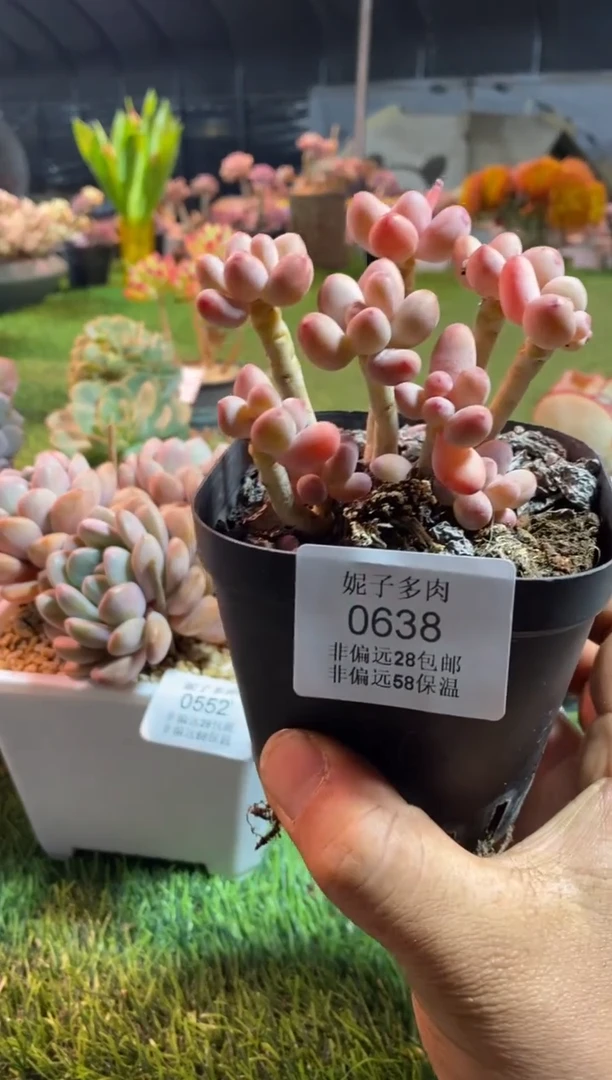 【闪购商品】苹果奶0638aaaa