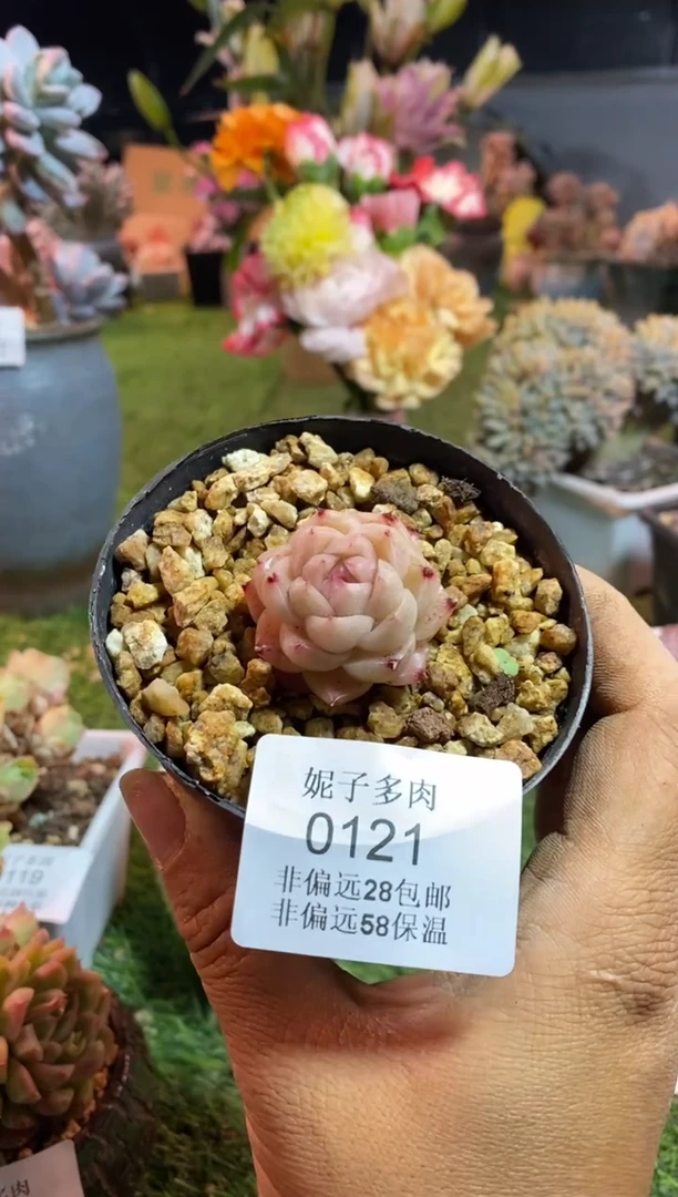 【闪购商品】0121a