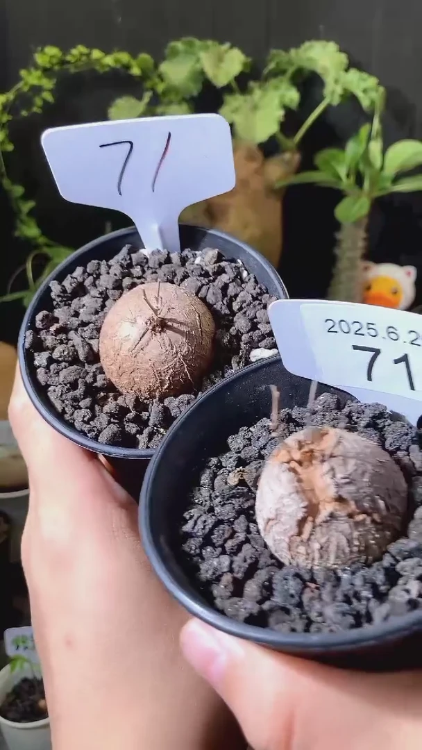 71号626福利南非龟甲龙买1送1个