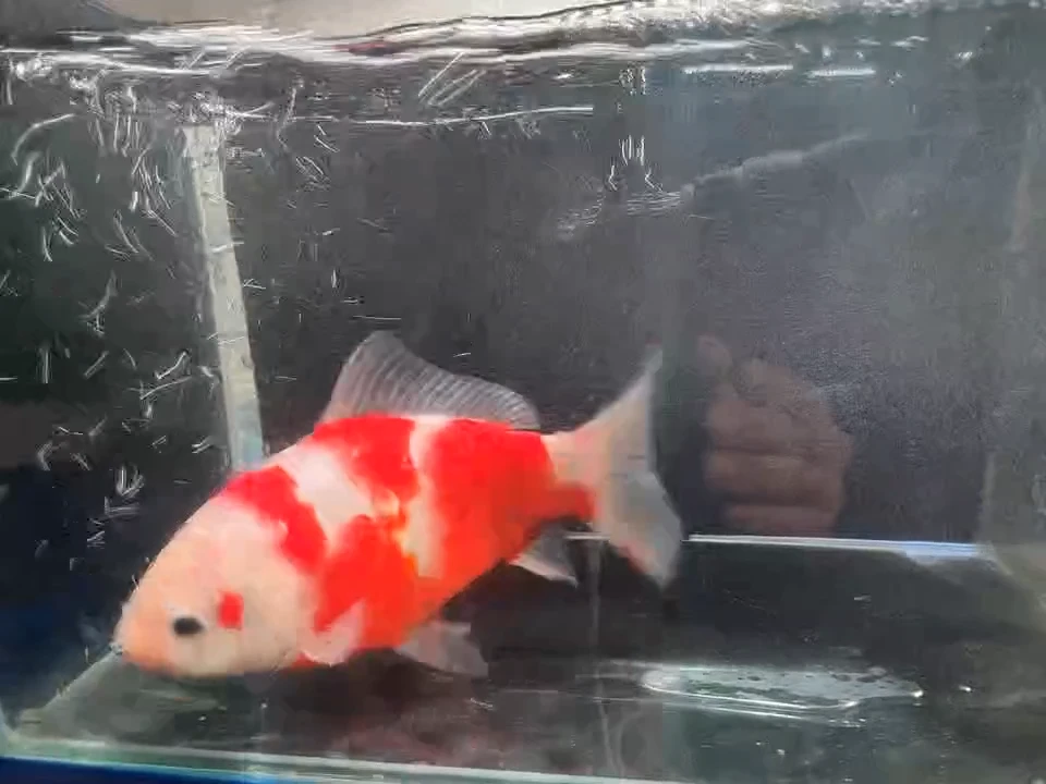 金鱼短尾草金专拍链接88