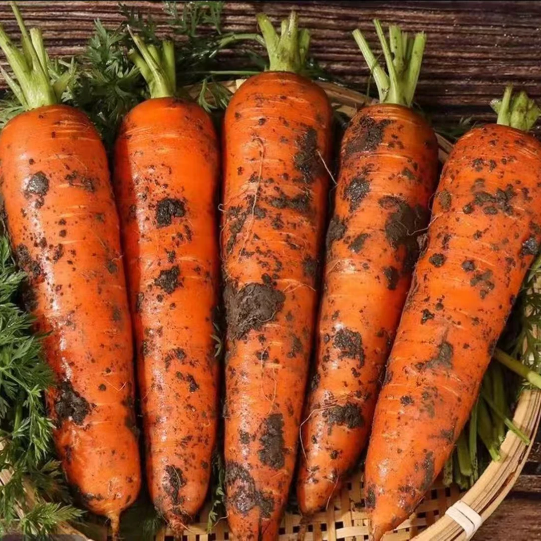 新鲜内蒙沙地胡萝卜农家自种现挖脆甜爽口可榨汁可生吃