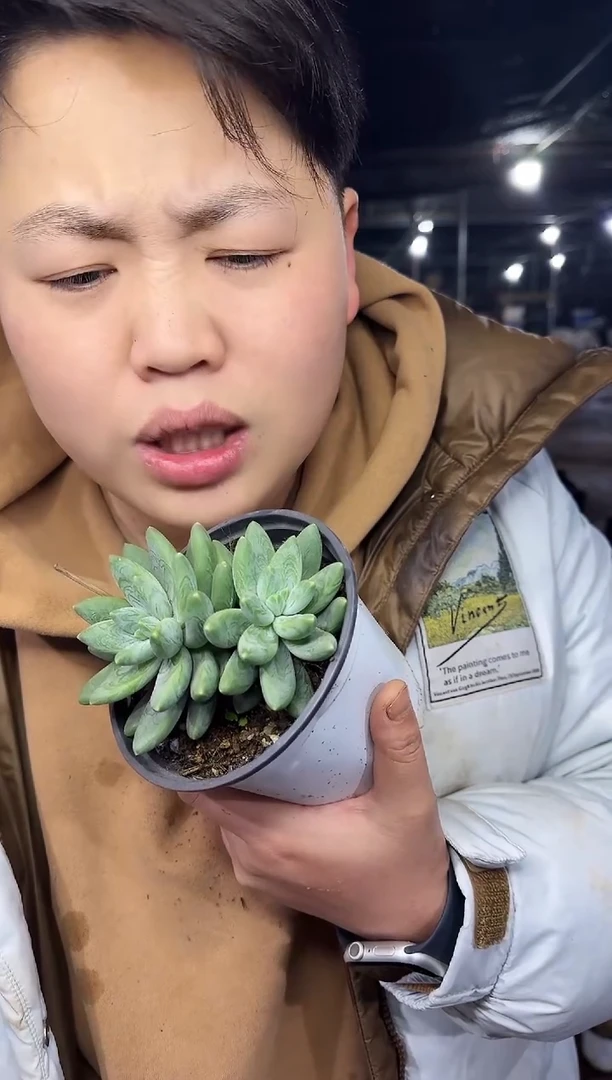 阿蒂斯托美人7.77