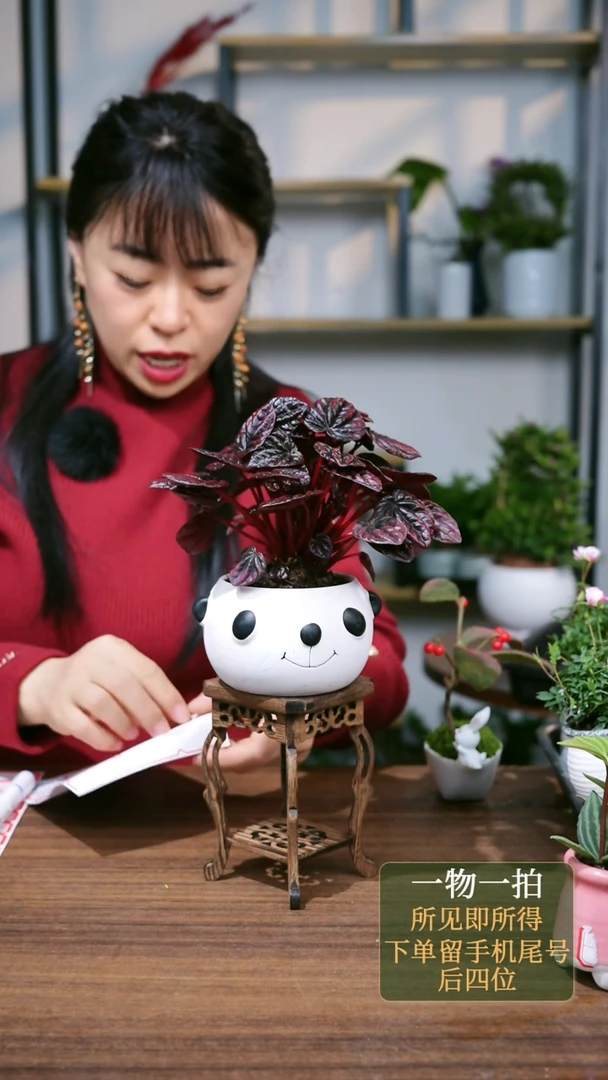 【闪购商品】6--6960红宝石白