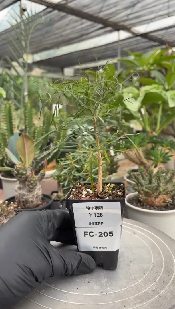 帕卡裂榄FC-205