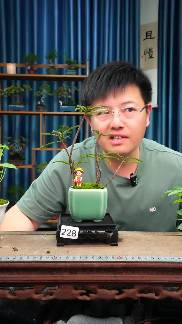 无花朵苔藓微景观228号