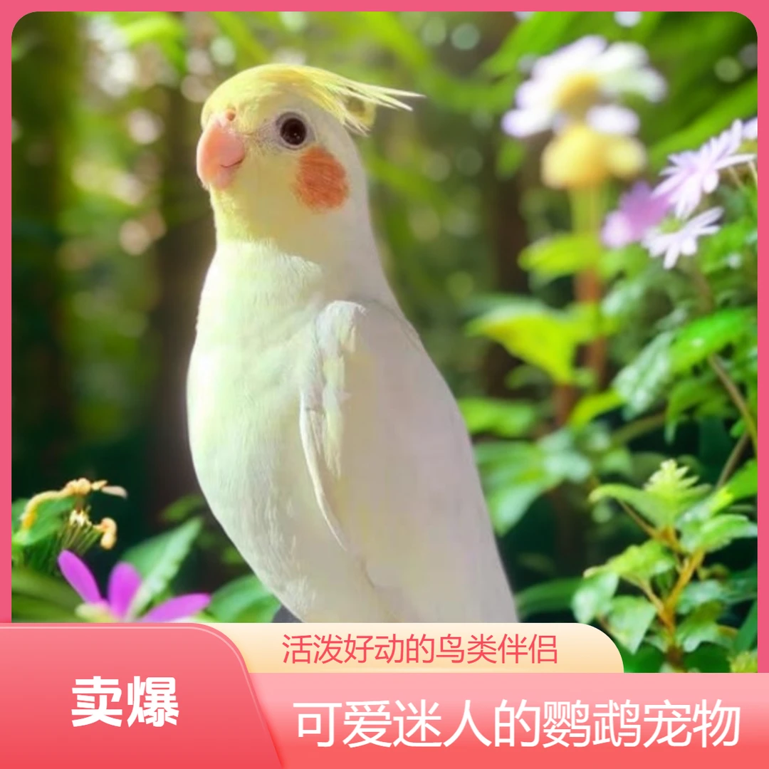 小凤凰A【玄凤】鹦鹉活体宠物玄凤特色手养雏鸟好养