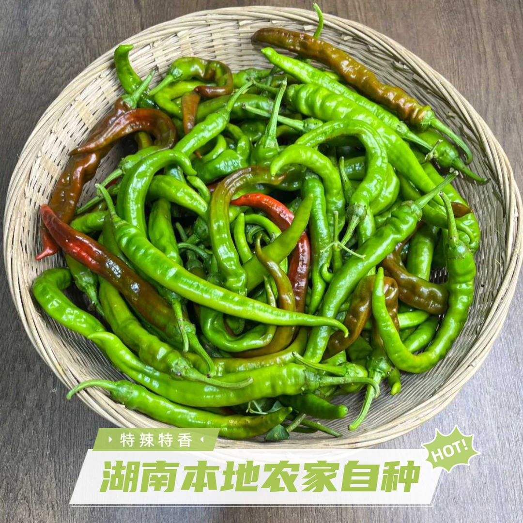 湖南本地辣椒 青紫红混合装 农家自种青紫红色辣椒薄皮香辣新鲜