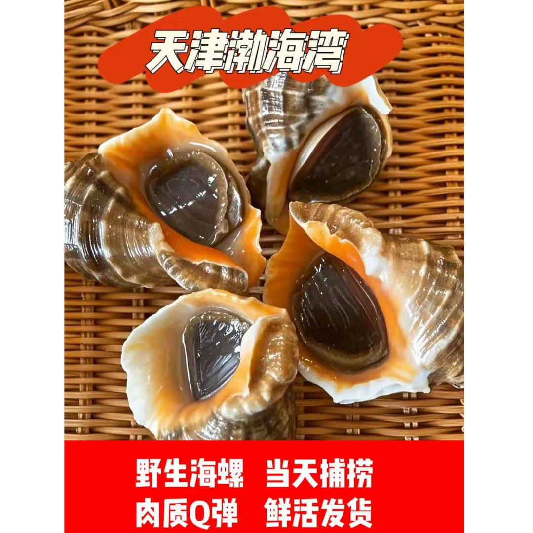 天津渤海湾本地海螺(一斤8-9个海螺）