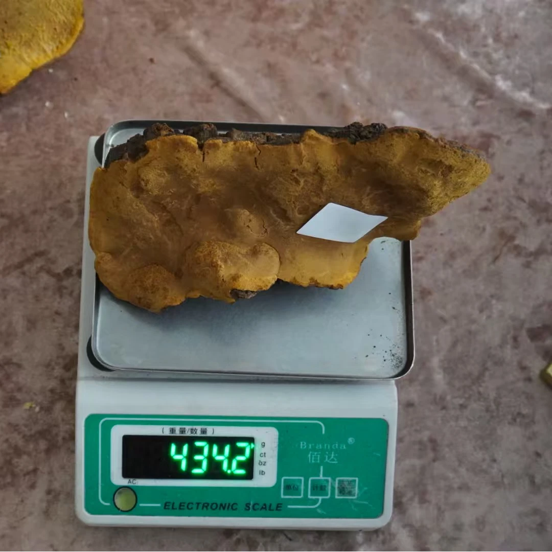 高原原生桑黄 自然采摘桑黄