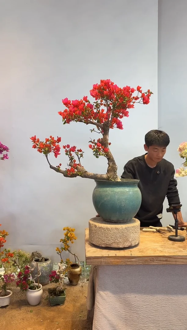 以实际为准三角梅7