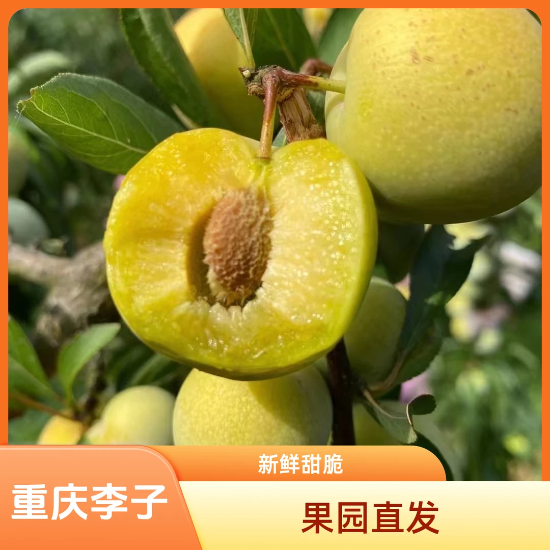 重庆开州【土李子】果园直发新鲜采摘5斤装9斤装包邮甜脆爽多汁