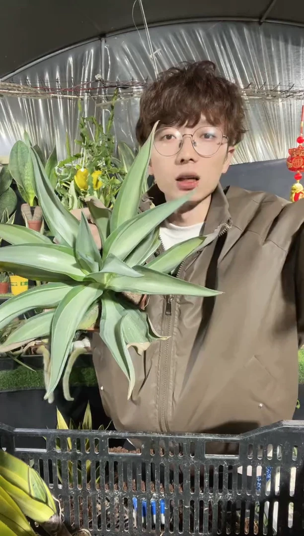 【闪购商品】快银鹦鹉嘴裸根36.8