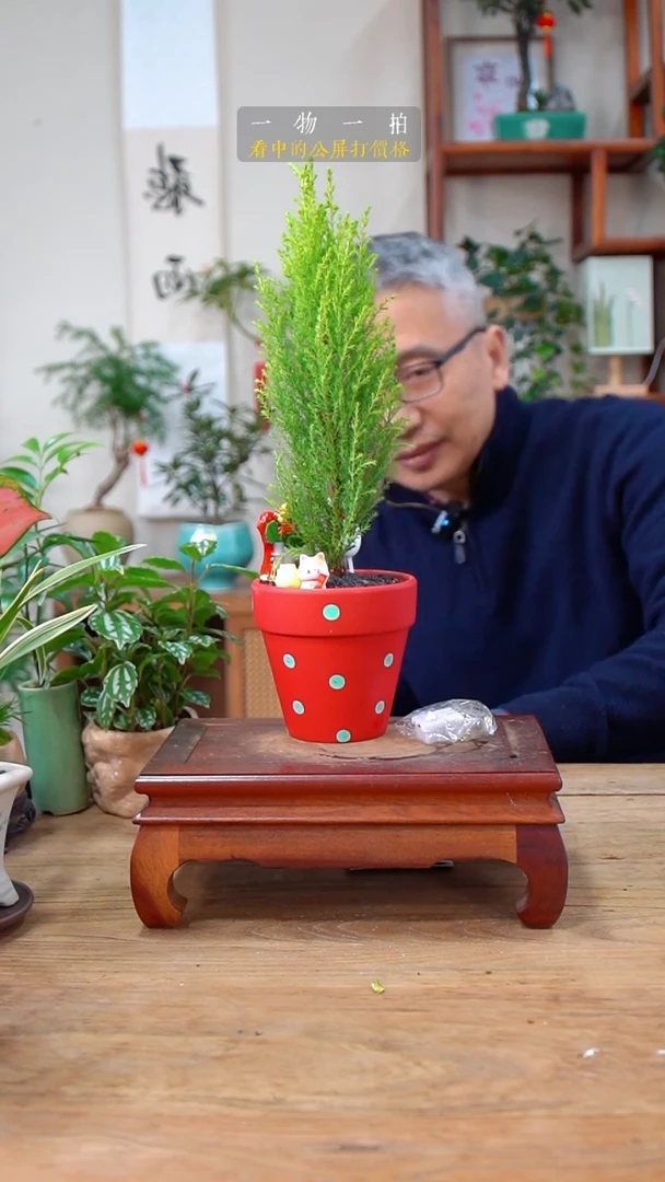 完全开放L***金香松437