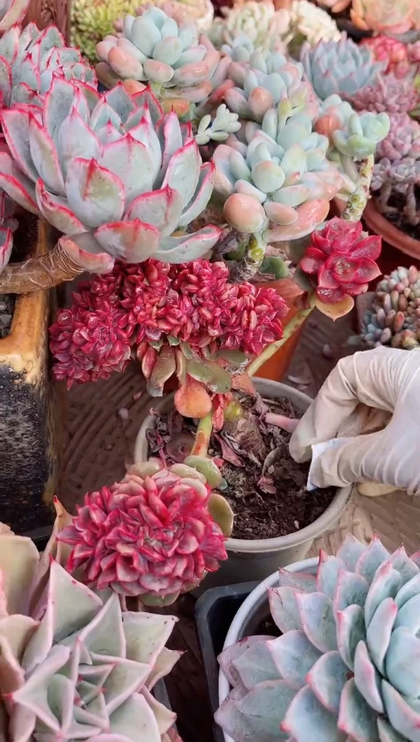 【闪购商品】23166