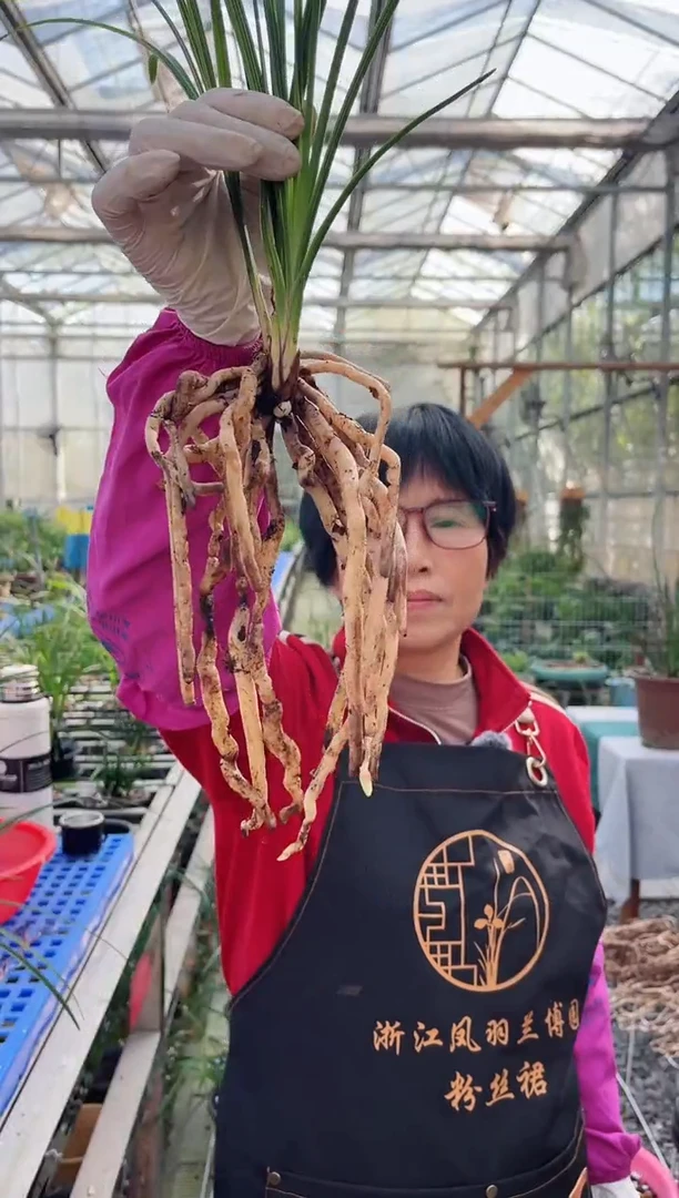 当前无花朵，栽培后可花朵大*哥金岙素，，，，大禹哥