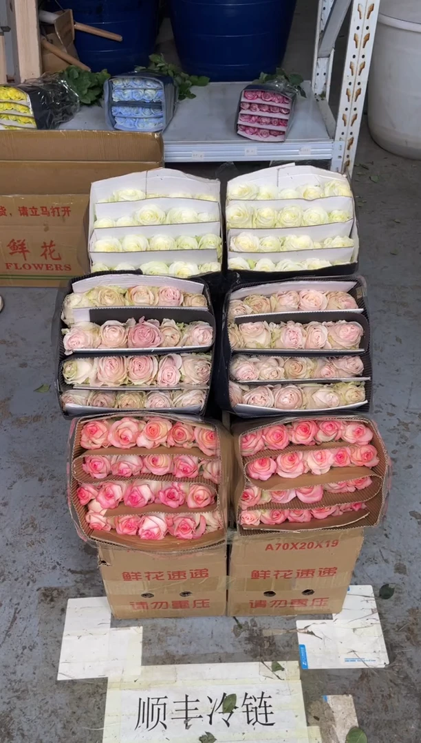 艾沙20枝+粉红20枝+白雪山20枝