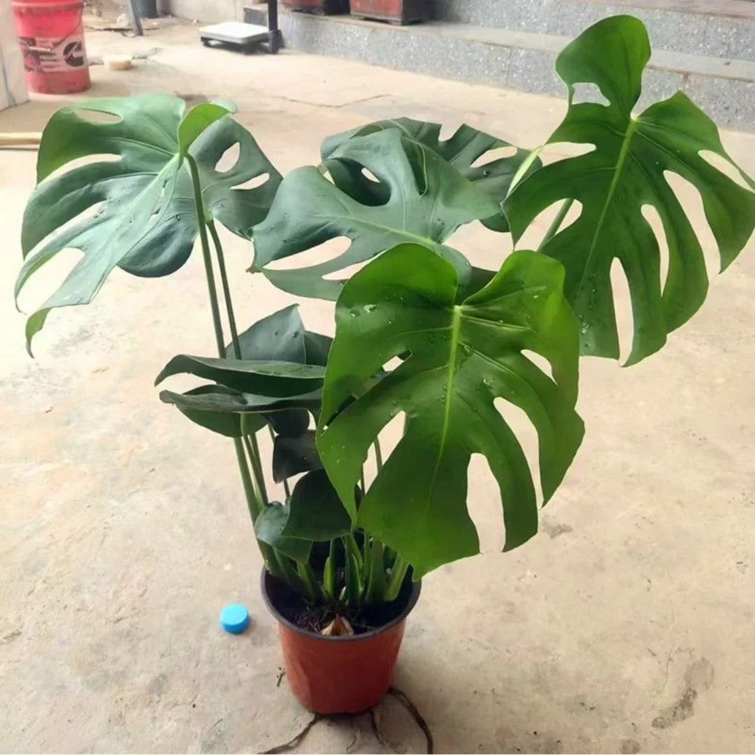 龟背竹盆栽室内客厅客厅阳台大叶开背绿植土培水培植物净化空气