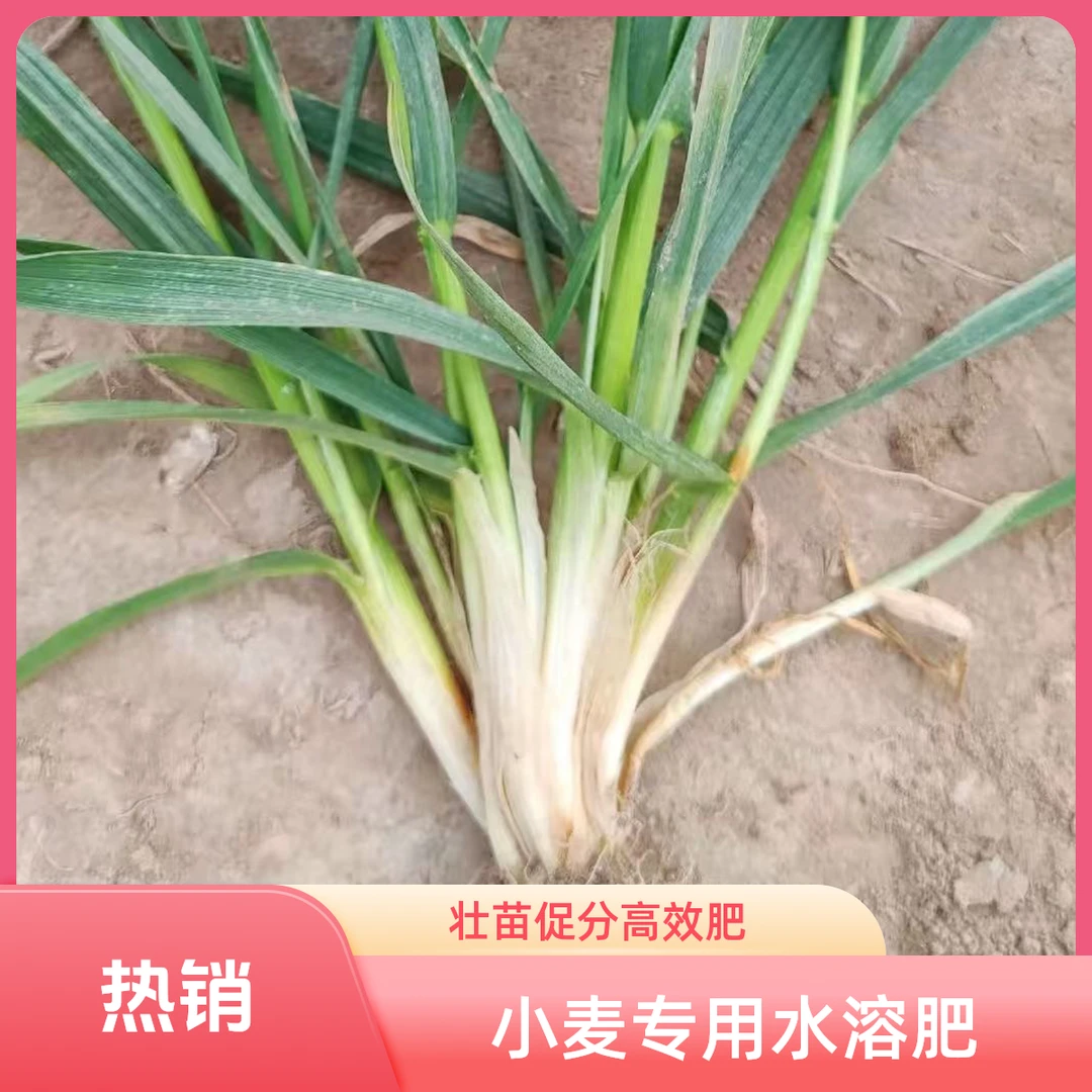 【小麦分蘖壮苗组合】小麦控长多分蘖多成穗叶面肥
