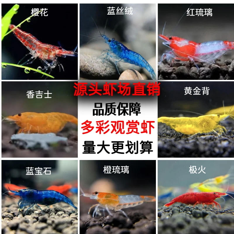 1.随机五色观赏虾混发大号，小号，樱花极火蓝宝石清洁除藻工具虾