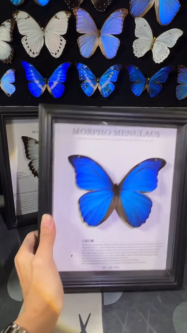 大蓝闪蝶欧版相框