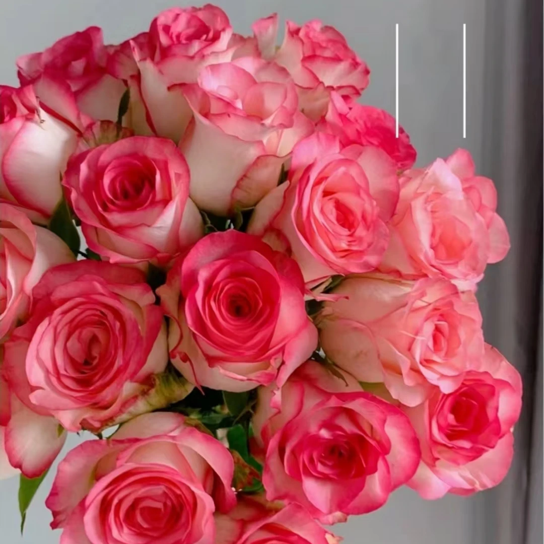 【云南基地直发】单头玫瑰艾莎    云南鲜切花