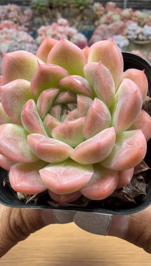 东云多肉园二店-03