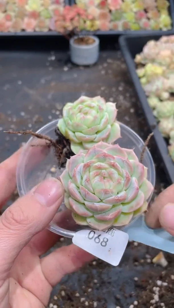 068玉纱     量拍