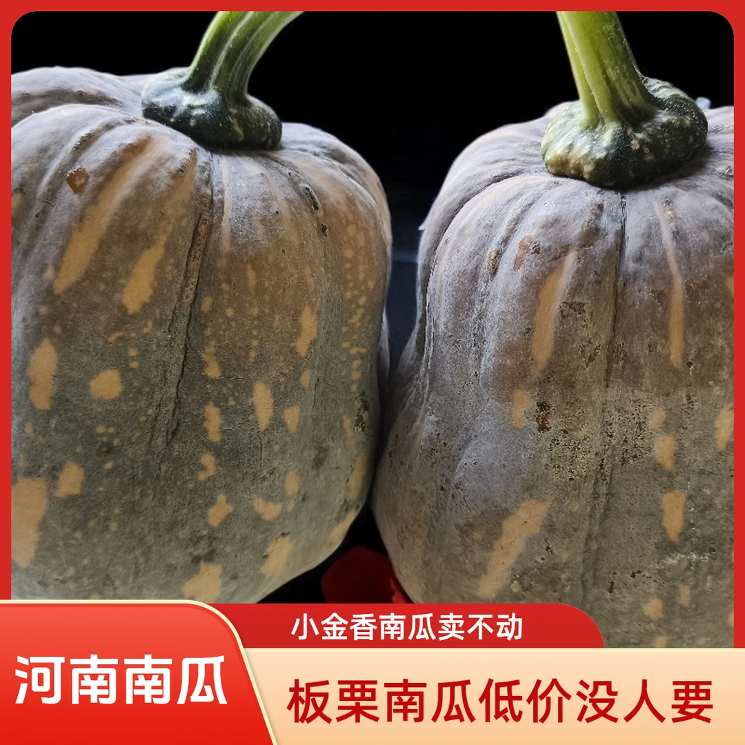 【坏了包赔】河南农家自种金香南瓜现摘现发软面香甜板栗宝宝南瓜