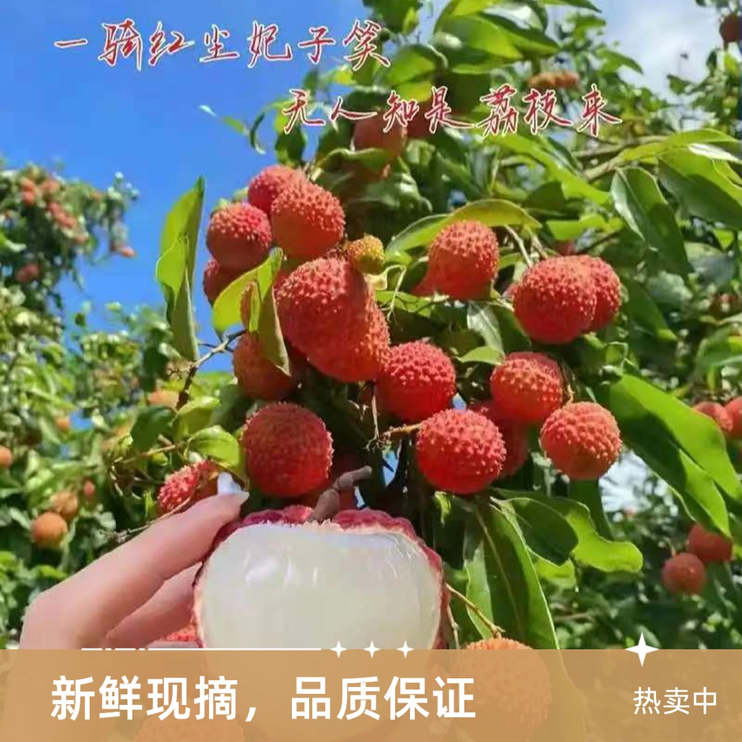 【次日达】海南妃子笑荔枝3斤 头茬鲜果 新鲜采摘 不泡水不催熟 应季水果海南省海南省