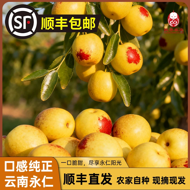 云南酵素冬枣3公斤新鲜采摘产地直发热销脆甜多汁当季水果