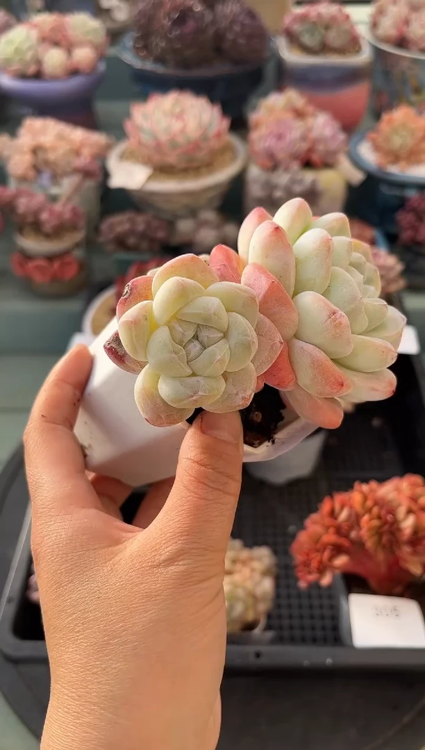 306双头老庄冰玉多肉